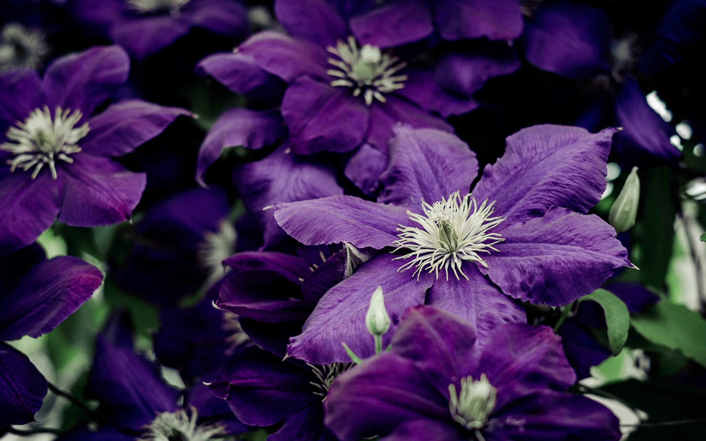 pflanzen-garten3.jpg