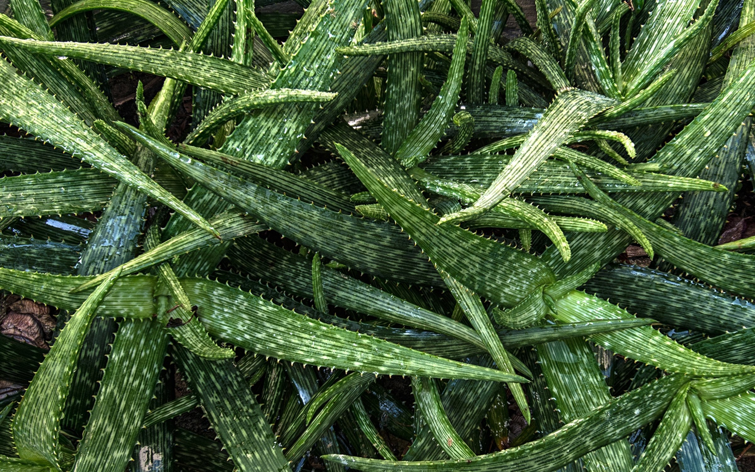 mediterrane-pflanzen4.jpg